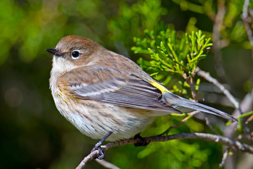 Yellow-rumped Warbler in Tree