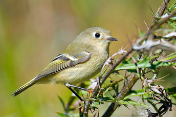 Ruby-crowned Kinglet in a tree