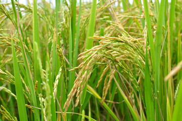 Rice fields