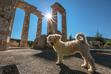 Zeus Temple