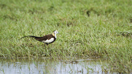 Pheasant-tailed Jacana in Bundala national park, Sri Lanka
