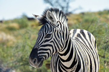 Fototapeta na wymiar Zebra - Etosha, Namibia