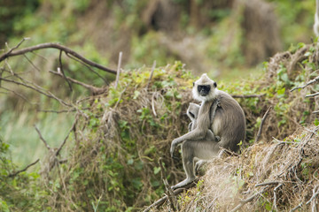 Tufted gray langur in Bundala national park, Sri Lanka