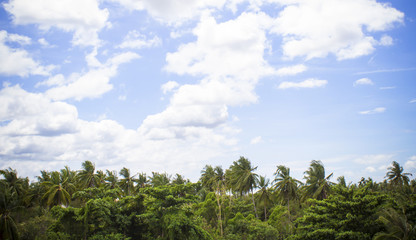 Coconut palm