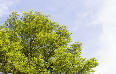 treetop