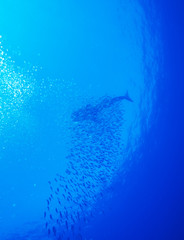 Whale shark with school of fishes, Cayo Largo, Cuba