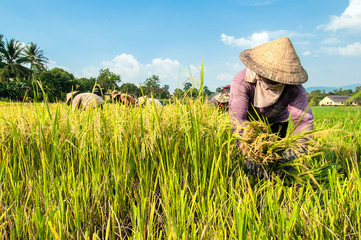 Naklejka na ściany i meble The woman harvesting rice in Dak Lak province, Vietnam.