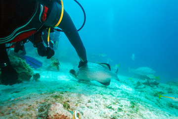 Diver, feeding big grouper with lobster, Cuba