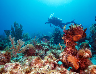 Naklejka na ściany i meble Diver near corals, Cuba