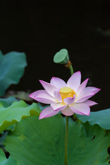 blooming lotus flower