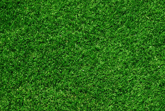 green grass background