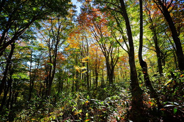 秋の八甲田山　樹林帯の紅葉