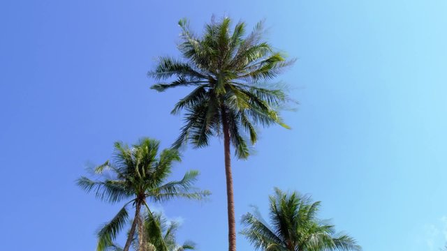 Palm Trees in the Blue Sunny Sky. Timelapse.