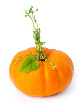 Little Pumpkin With Vines And Leaves