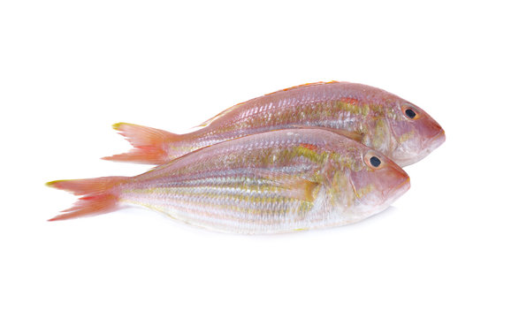 Sharptooth snapper, Japanese threadfin bream on white background