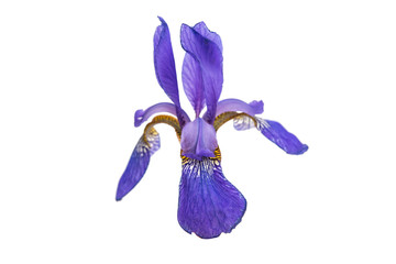 iris flower