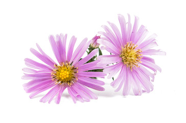 Obraz premium small chrysanthemum