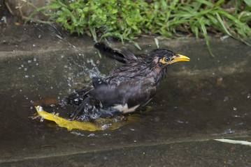 Myna take a bath