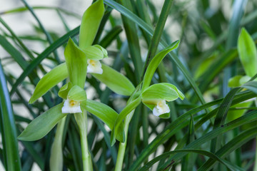 Fototapeta na wymiar Chinese orchids