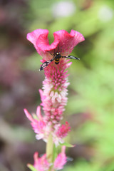 Butterfly on Pink cockscomb flower blooming(Celosia cristata) ba