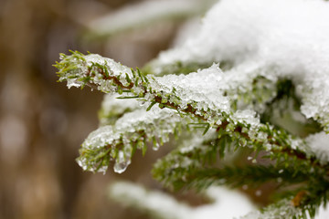 Fir branches covered with fresh snow in the winter woods. 