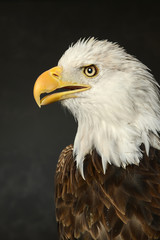 Profile portrait of Bald Eagle