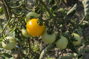 yellow tomato growing on plant