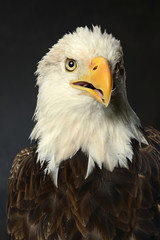 portrait of Bald Eagle