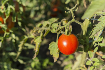 red tomato growing on the plant