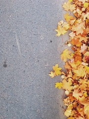 Colored golden mapple leaves