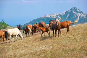 Naklejka na ściany i meble Mountain pasture with horses
