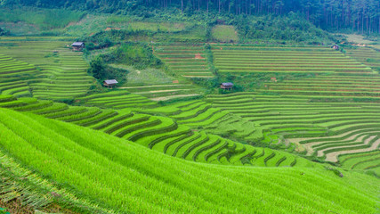Rice fields on terraced of Mu Cang Chai , Vietnam.