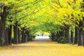 Yellow autumn color adorns the trees in this grove of Ginkgo tre - obrazy, fototapety, plakaty