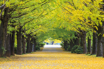 Yellow autumn color adorns the trees in this grove of Ginkgo tre