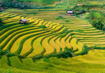 Rice fields on terraced of Mu Cang Chai , Vietnam.
