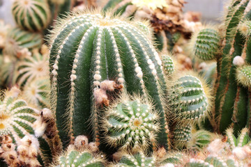 Green cactus thorns in the cultivation bowl ,it has lots of small long green stings.