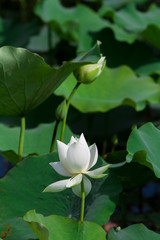 Obraz premium Lotus flower and Lotus flower plants