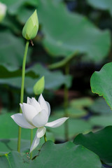 Obraz premium Lotus flower and Lotus flower plants