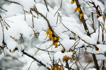 The ripe berries of a sea-buckthorn covered with snow.