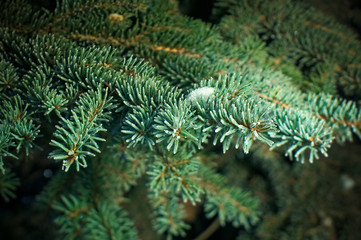 Winter frost on spruce tree