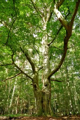 Erleuchtung 