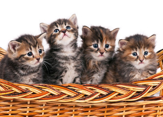 Fototapeta na wymiar Siberian kittens