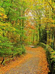 View of a footpath in autumn in Lake District, England.