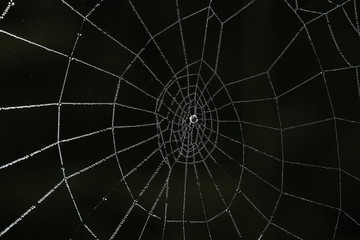 spider web in the forest