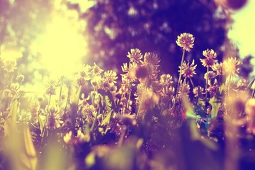 summer landscape background sun flowers Rays