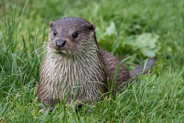 Otter lying on grass with green grass background