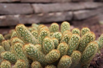 Brown Cactus