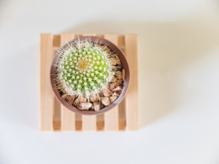 Green cactus in treepod on wood plank with white background