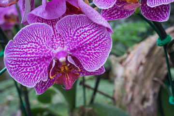 Close up of an orchid flower, these tropical flowers are grown widely in Thailand, Asia.