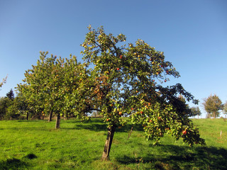 Fototapeta na wymiar Apfelbaum im Herbst